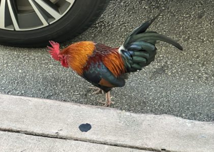 gutter cock